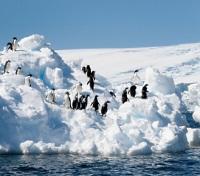 Adelie Penguins at Port Martin